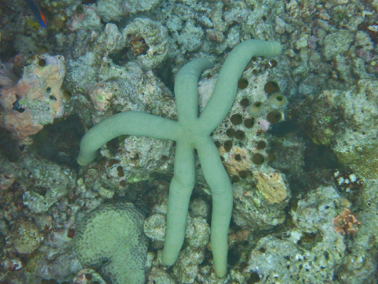  Linckia guildingi (Guilding's Sea Star, Green Sea Star)